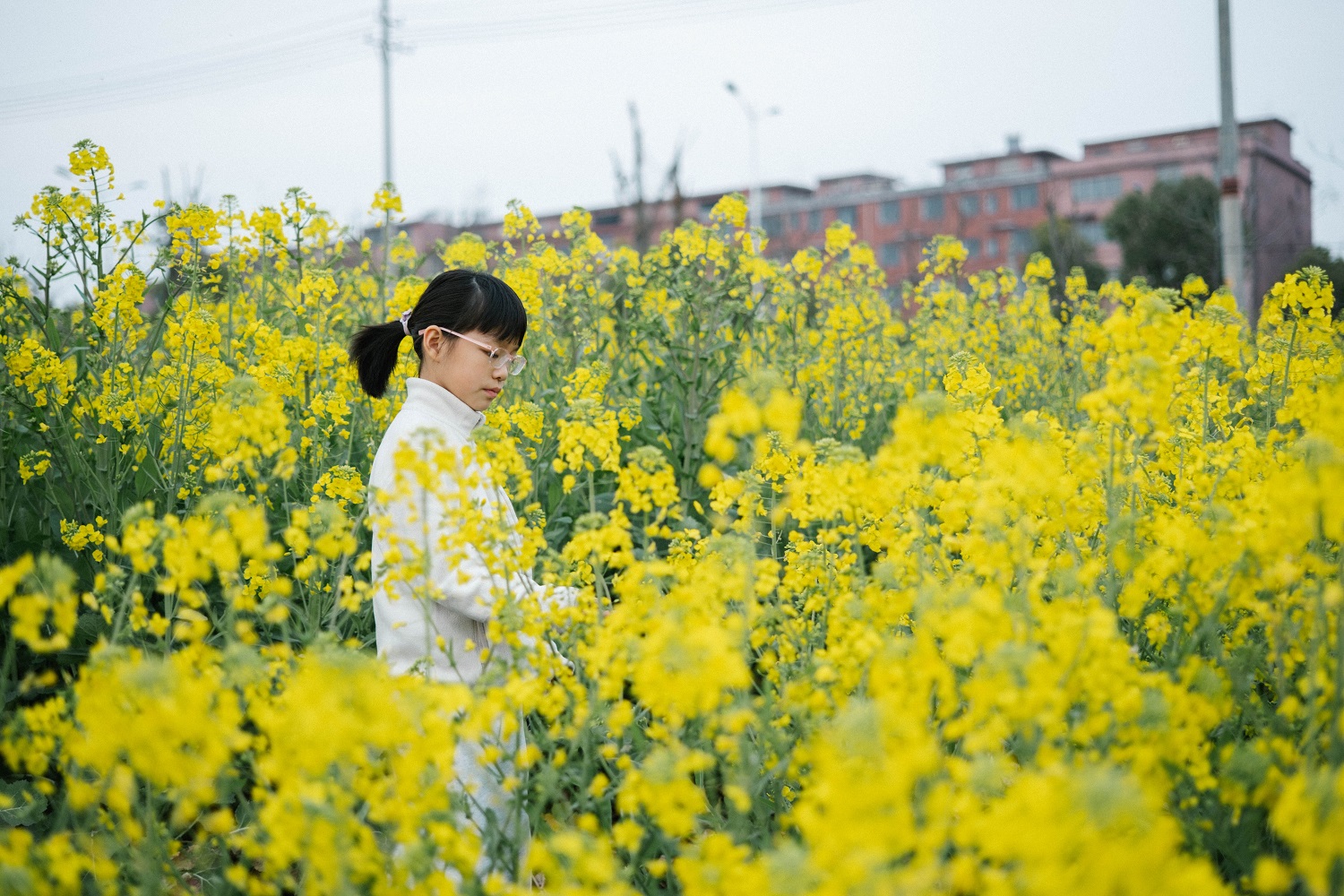 油菜花