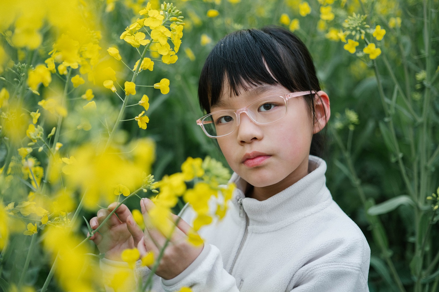 油菜花